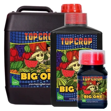 Big One - Top crop
