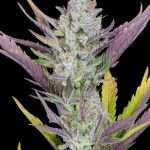 Wedding Glue Auto - fast buds