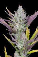Wedding Glue Auto - fast buds