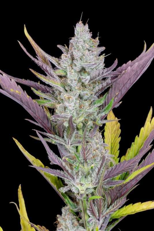 Wedding Glue Auto - fast buds
