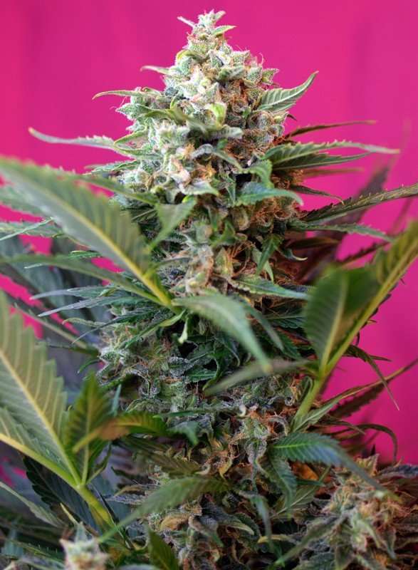 Big Devil XL Auto – Sweet seeds - immagine 2
