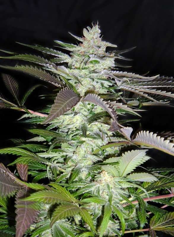 Black Jack – Sweet seeds - immagine 2