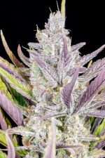 Wedding Glue Auto – fast buds - immagine 2