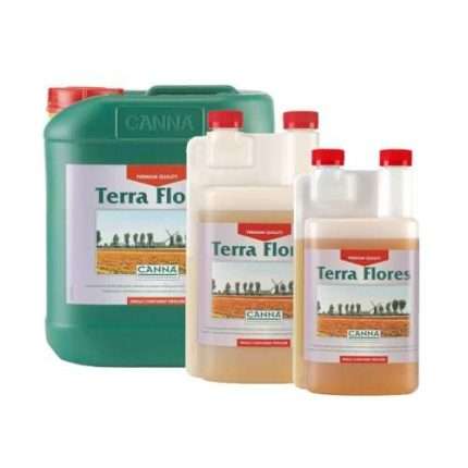 Terra flores - Canna