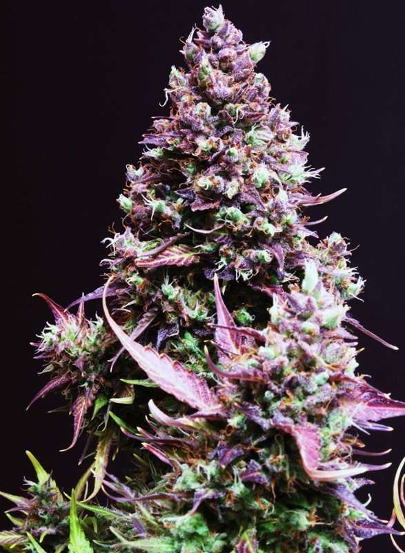 Cream Caramel Auto – Sweet seeds - immagine 2