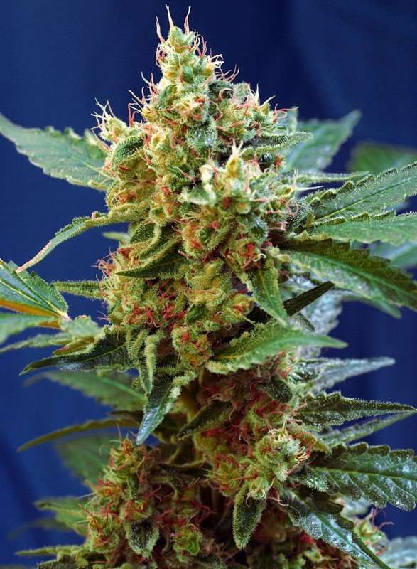 Cream Mandarine XL Auto – Sweet seeds - immagine 2