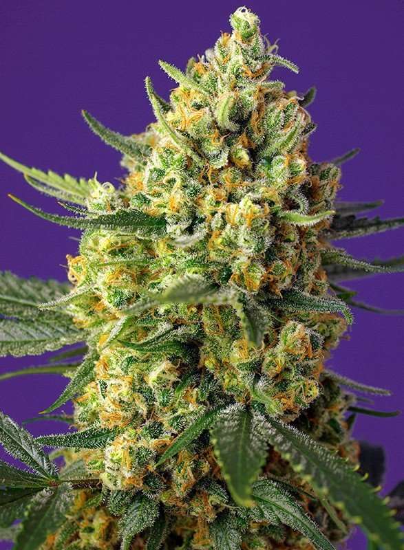 Crystal Candy XL Auto – Sweet seeds - immagine 2