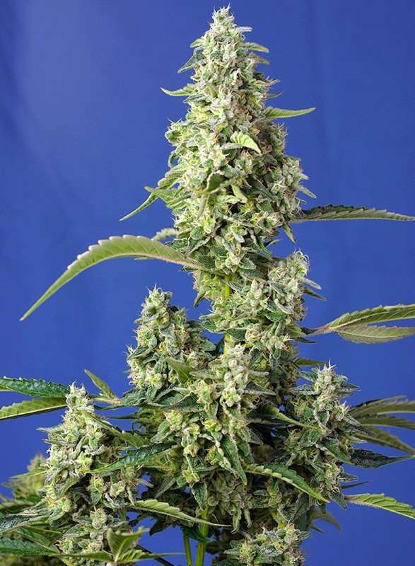Gorilla Girl XL Auto – Sweet seeds - immagine 2