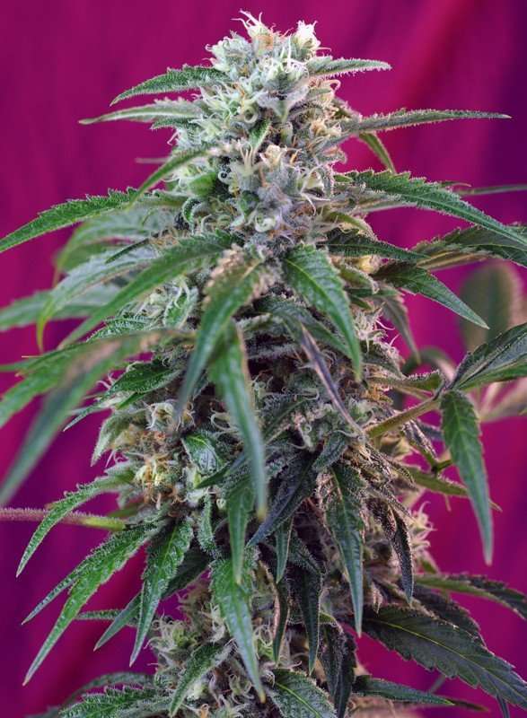 Green Poison Auto – Sweet seeds - immagine 2