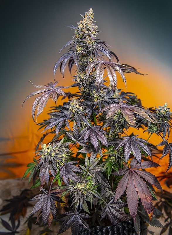 Red Gorilla Girl XL Auto – Sweet seeds - immagine 2