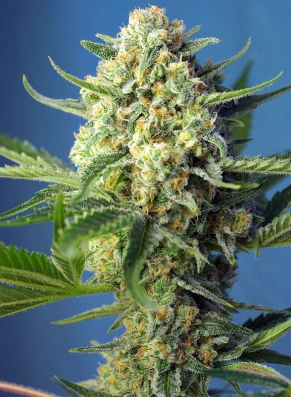 S.A.D. Sweet Afgani Delicious F1 Fast Version – Sweet seeds - immagine 2
