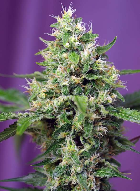 Sweet Amnesia Haze XL Auto – Sweet seeds - immagine 2