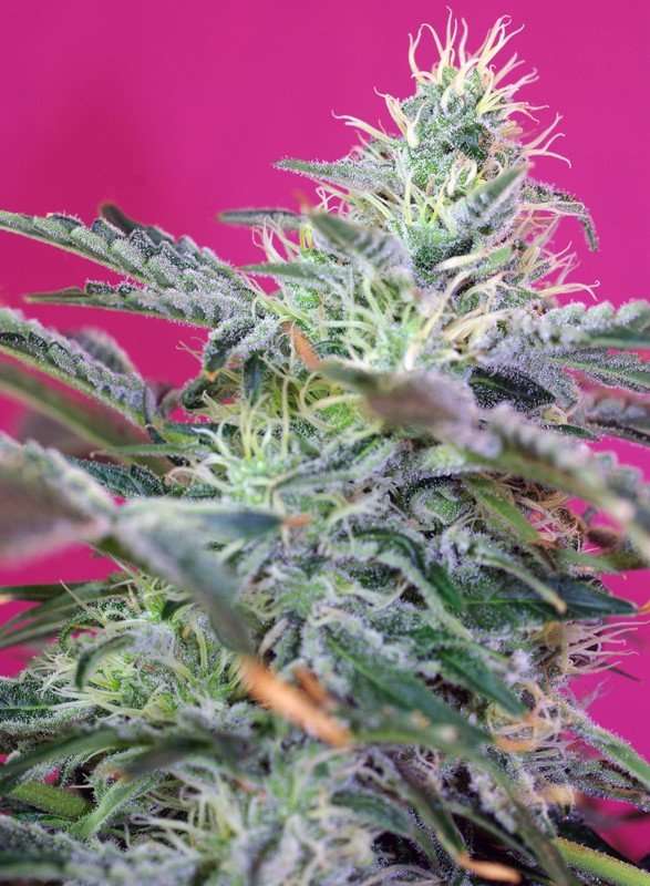 Sweet Cheese Auto – Sweet seeds - immagine 2