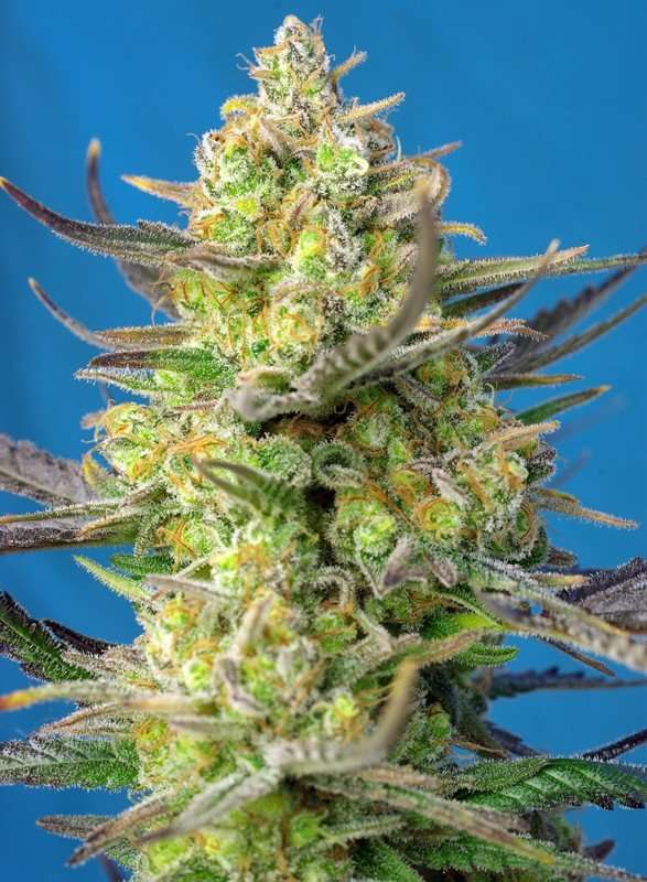 Sweet Cheese XL Auto – Sweet seeds - immagine 2
