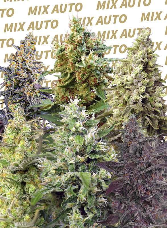 Sweet Mix Auto – Sweet seeds - immagine 2