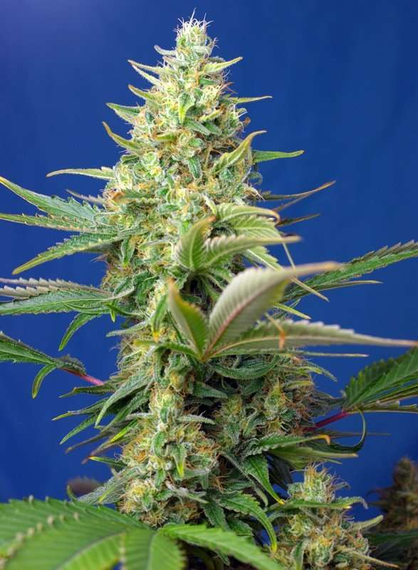 Sweet Pure Auto CBD – Sweet seeds - immagine 2