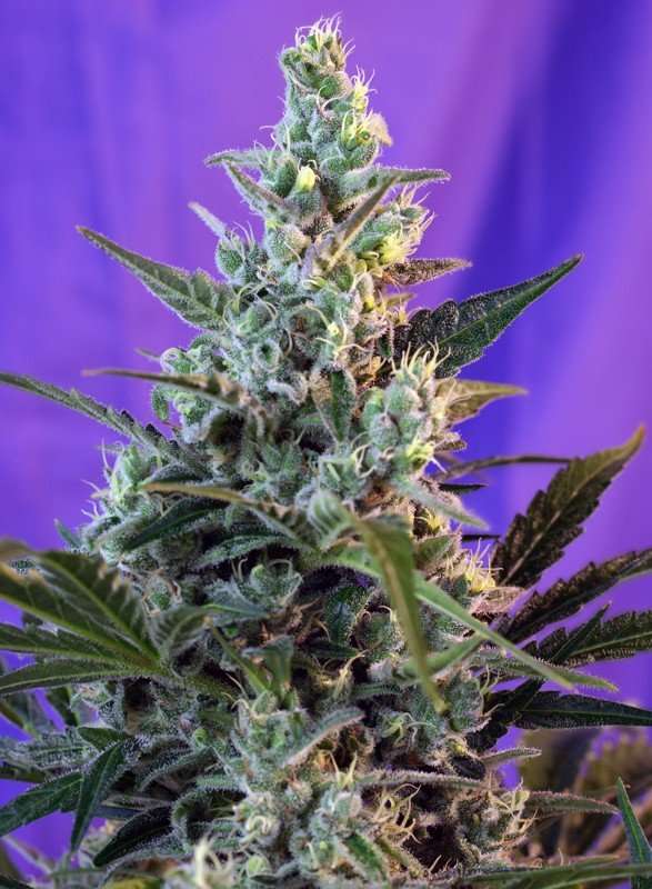 Sweet Skunk Auto – Sweet seeds - immagine 2