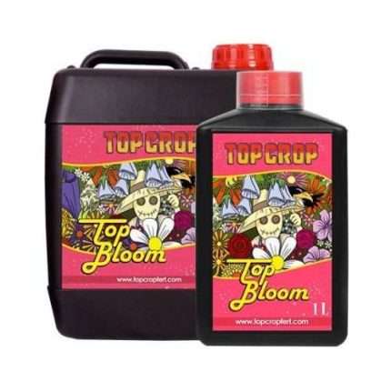 Top Bloom - Top crop