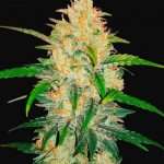 Zkittlez Auto – fast buds