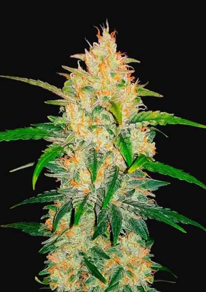 Zkittlez Auto – fast buds