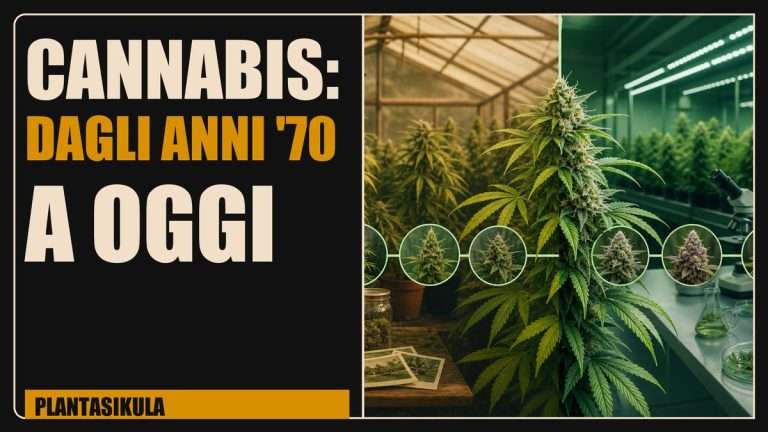 Copertina editoriale sull’evoluzione della cannabis dagli anni Settanta a oggi