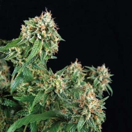 69.G - Trikoma Seeds