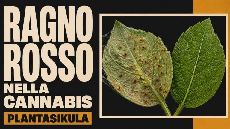 Copertina editoriale sul ragno rosso nelle piante