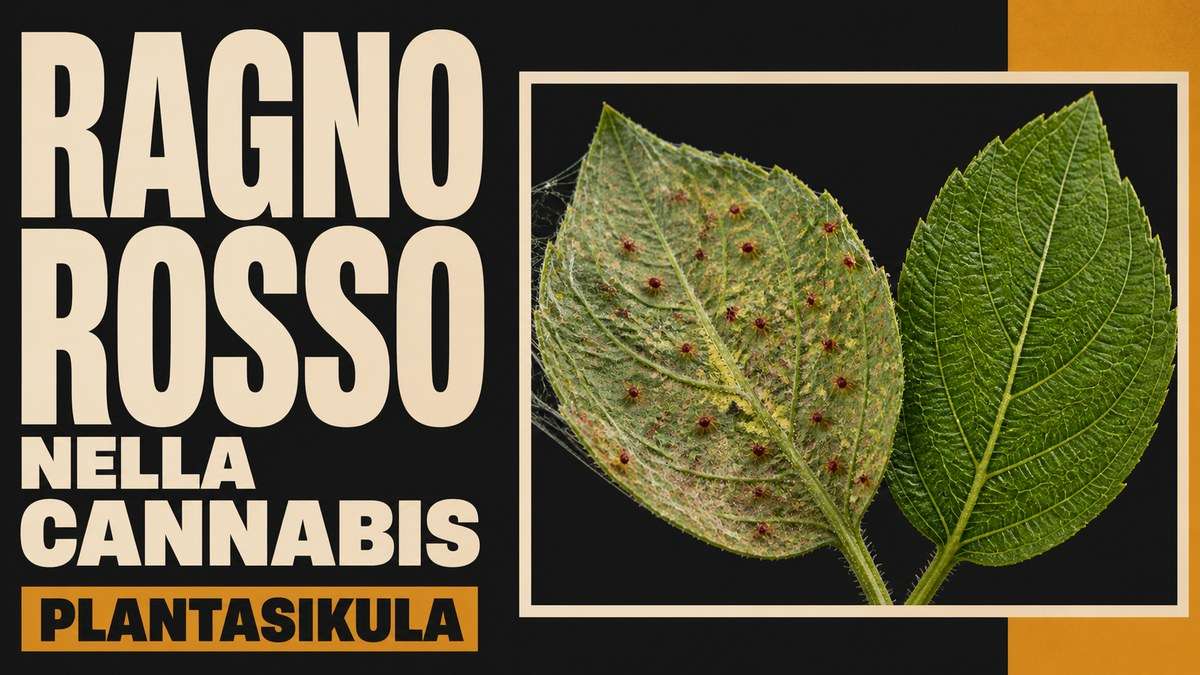 Copertina editoriale sul ragno rosso nelle piante