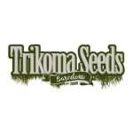 Trikoma Seeds