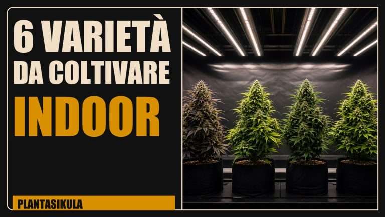 Copertina editoriale sulle sei varietà da coltivare indoor