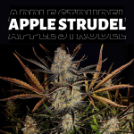 Apple Strudel Auto - FastBuds
