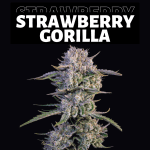 Strawberry Gorilla Auto - FastBuds