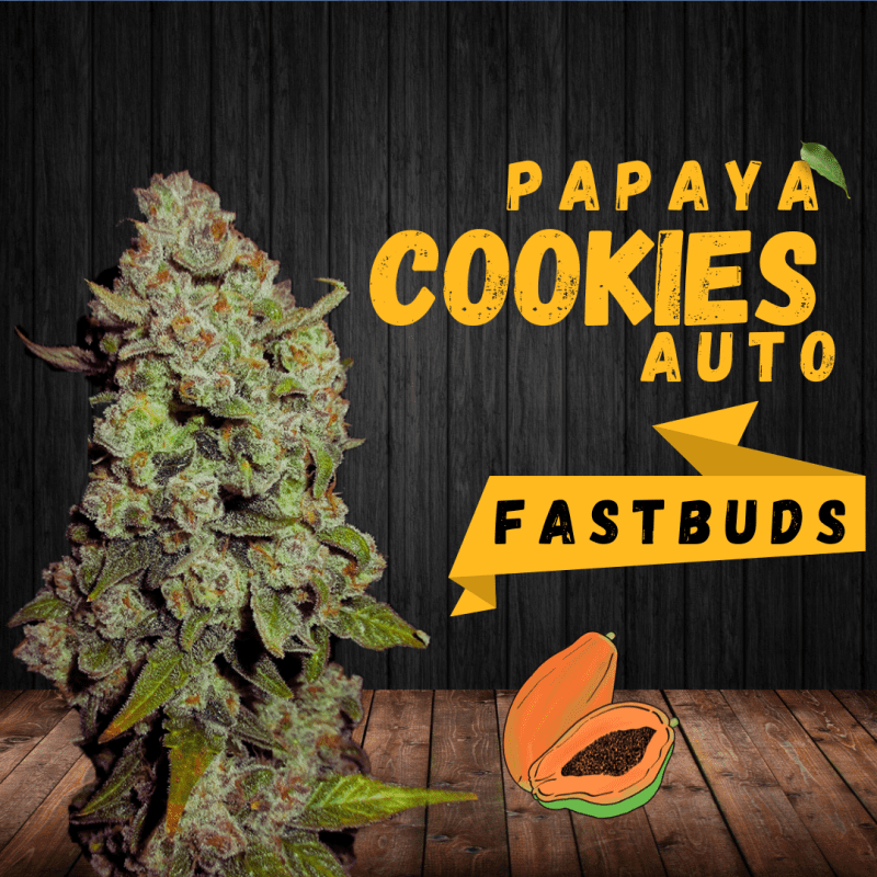 Papaya Cookies Auto - FastBuds