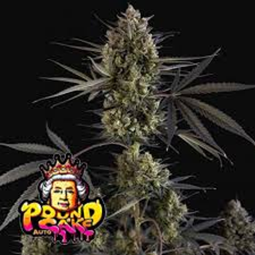 Pound Cake Auto - FastBuds