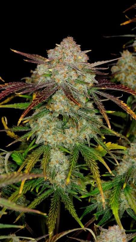 Frostbanger Auto - fastbuds