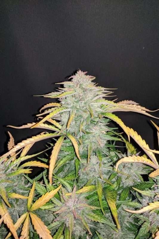 CBD Auto 20:1- FastBuds