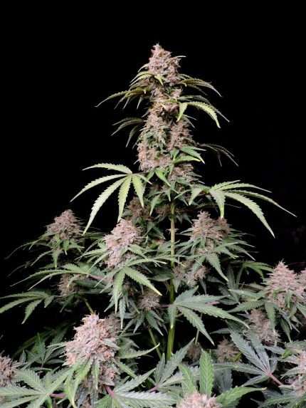 Amnesia Z Auto - fastbuds
