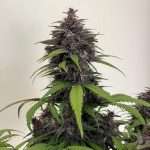 Purple Haze Auto - fastbuds