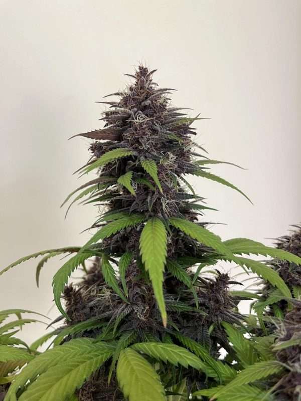 Purple Haze Auto - fastbuds