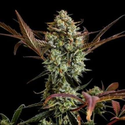 Ztrawberriez Auto - fastbuds