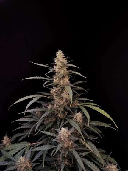 Amnesia Haze Auto - fastbuds