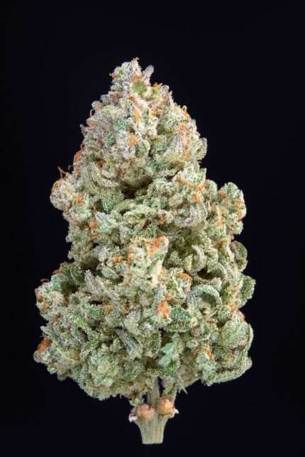 Afghan Kush Auto - fastbuds