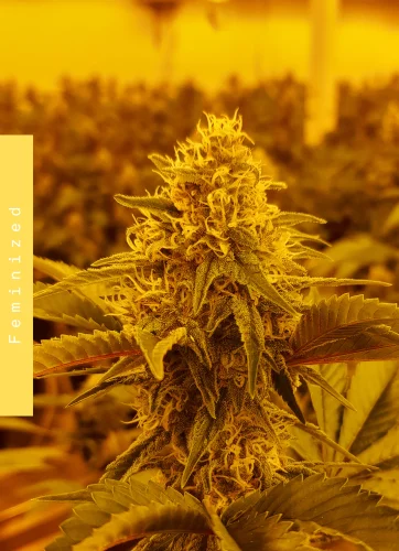 Ladies & Gentlemen CBD - Doweedo