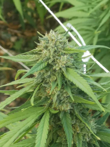 Lost in Paradise CBD – Doweedo - immagine 2