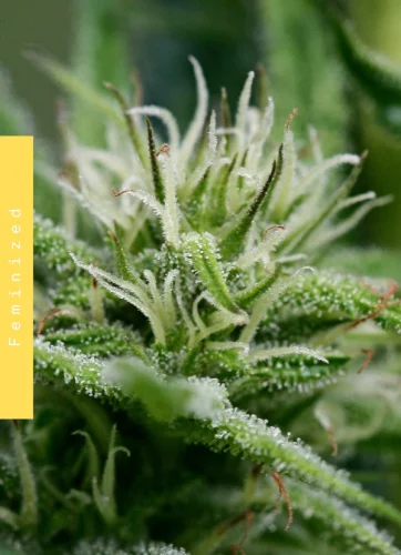 Lost in Paradise CBD - Doweedo