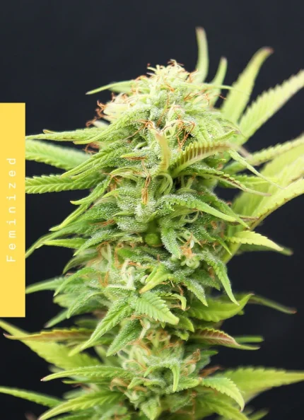 Sugar Craving CBD - Doweedo