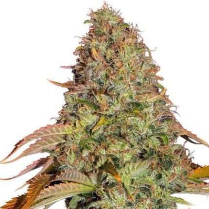 ZKITTLEZ Fast - Doweedo