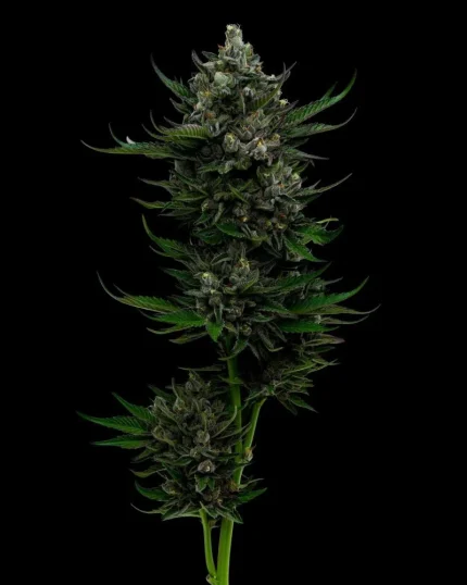 All Gas OG - Humboldt Seed Company