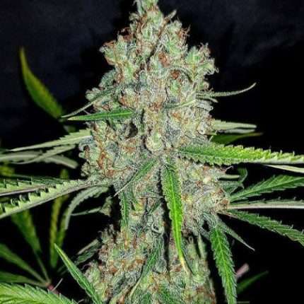 Amnesia - Doweedo