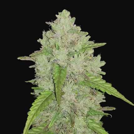 Amnesia Haze Auto - Doweedo